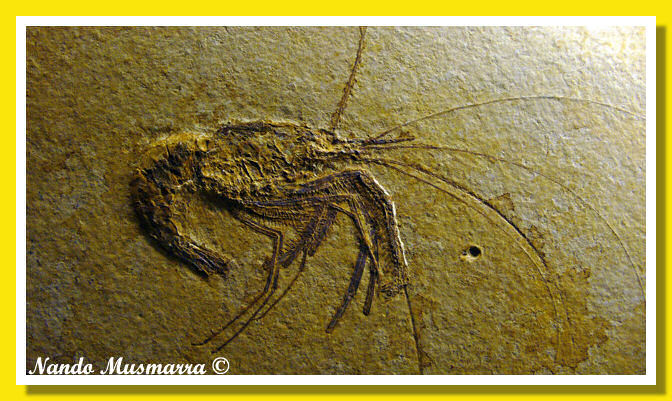 Sedimenti finissimi caratterizzano il Plattenkalk Fossilized Shrimp