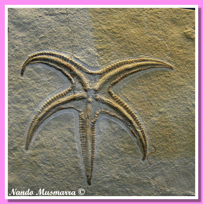 Riedaster reicheli Riedaster reicheli