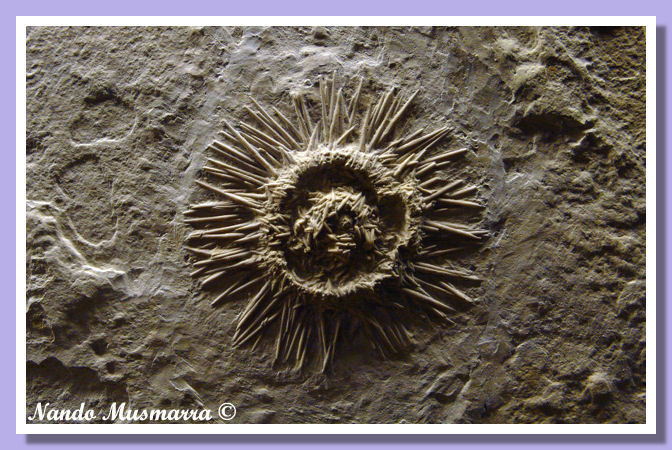 Pseudodiadema Pseudodiadema Litographica