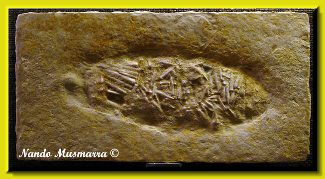 Coprolite con aculei di Echinide Coprolite