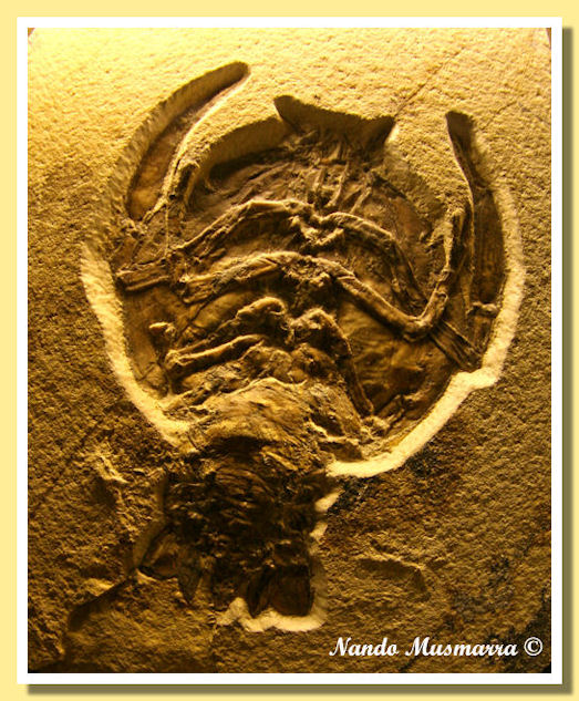 Crostaceo Crustaceamorpha