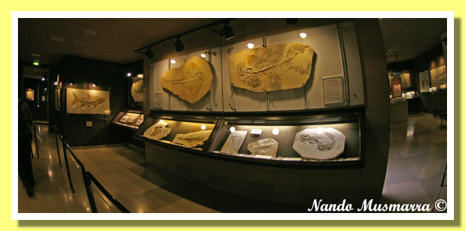 Condritti Solnhofen Condritti Solnhofen