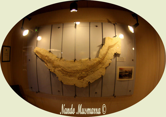 Geosaurus, coccodrillo d'acqua salata Geosaurus