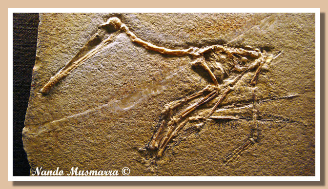 pterodactylus kochi Pterodactylus kochi