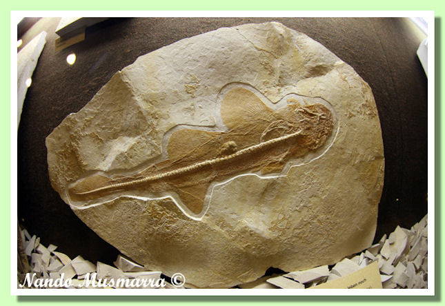 Phorcynis shark Phorcynis shark