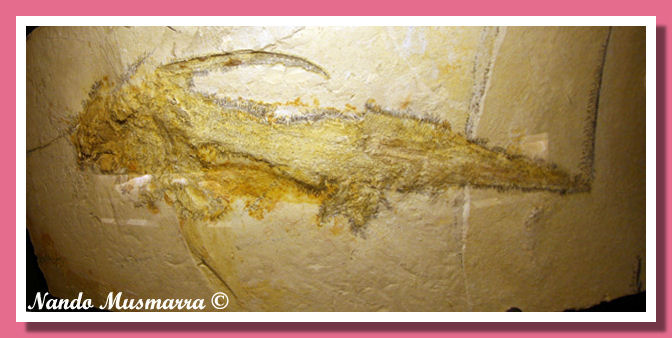 Chimera Chimaeropsis