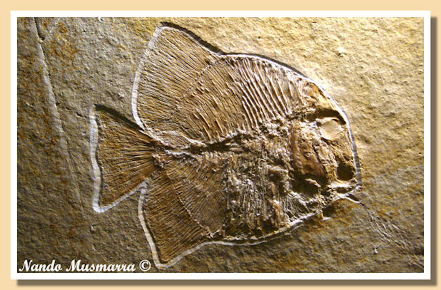 Turbomesodon relegans Turbomesodon relegans