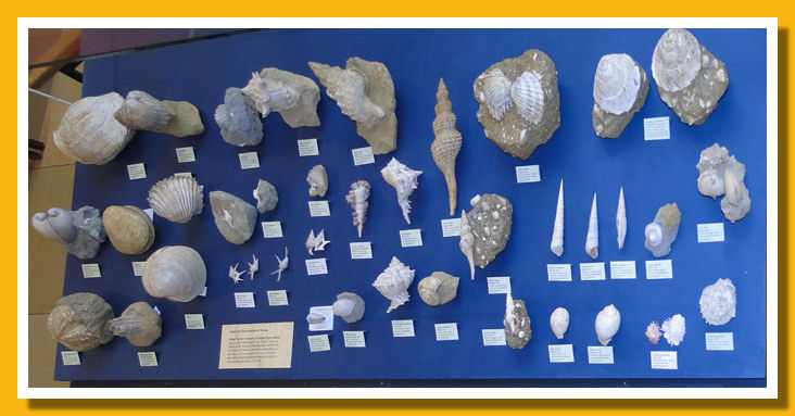 Malacologia Fossile Toscana Tuscany shells