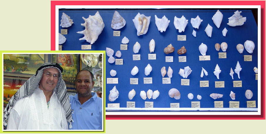 Malacologia Fossile Egiziana malacology Egyptian