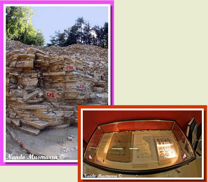 Lastre Litografiche Rhizostomites quarry