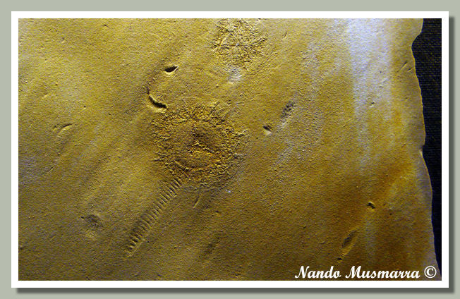 Idromedusa con camminata di ammonite The trackways of ammonites with small Hydromedusae