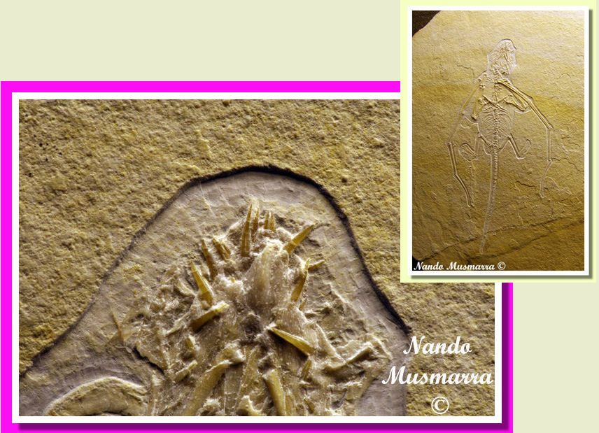 rettile volante non classificato - langschwanzflugsaurier langschwanzflugsaurier