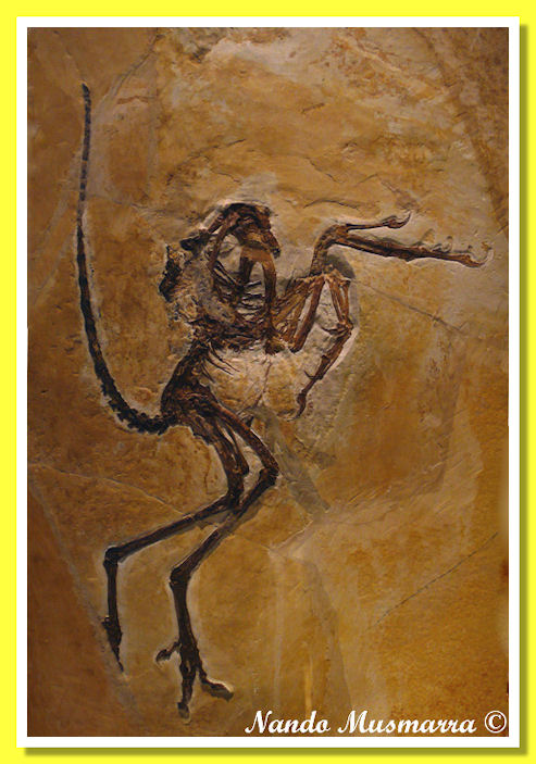 Archaeopteryx Archaeopteryx