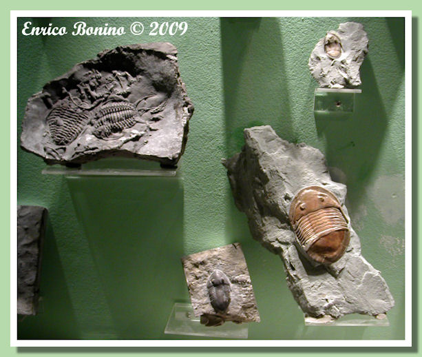 trilobiti del cincinnatiano