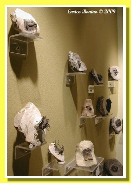 trilobiti devoniani del marocco