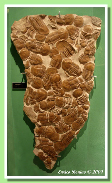 lastra di trilobiti russi