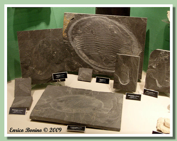 grandi trilobiti portoghesi