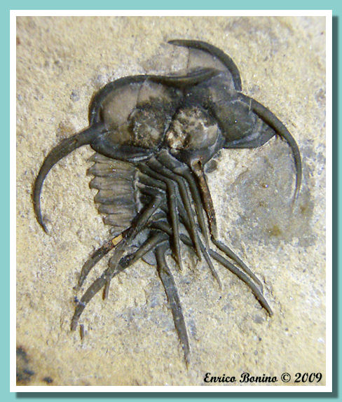 trilobite spinoso