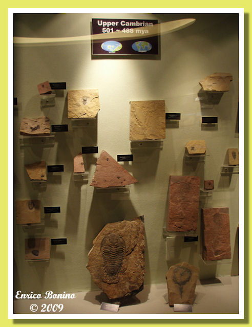 vetrina weeks formation