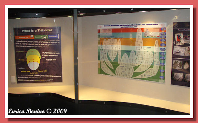 poster evoluzione distribuzione temporale trilobiti