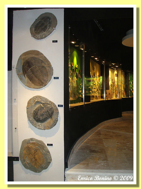 ingresso del museo con grandi trilobiti