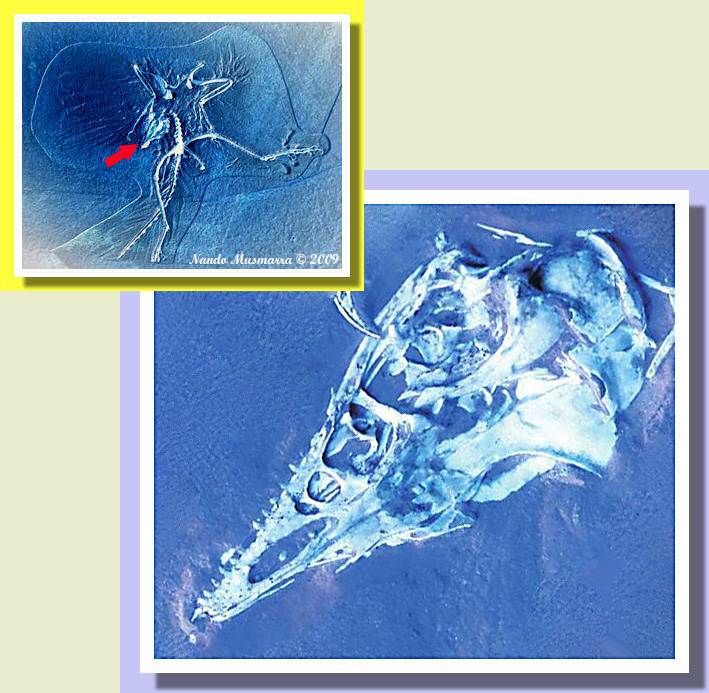 Archaeopteryx 10 Particolare Cranio