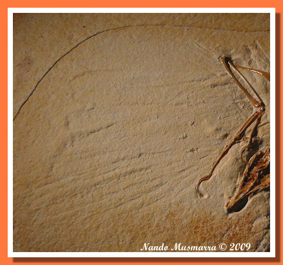 Ala Archaeopteryx N.10