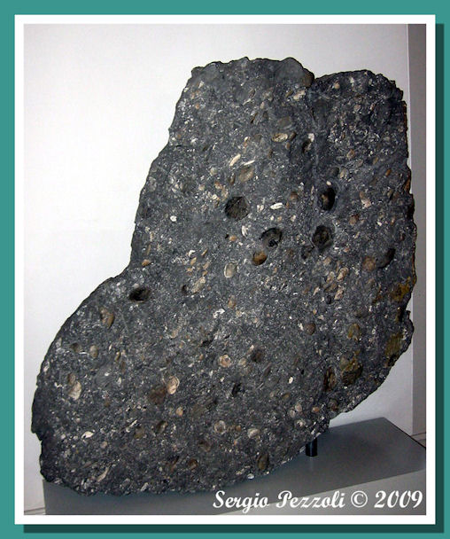 Roccia con bivalvi e vertebre  
