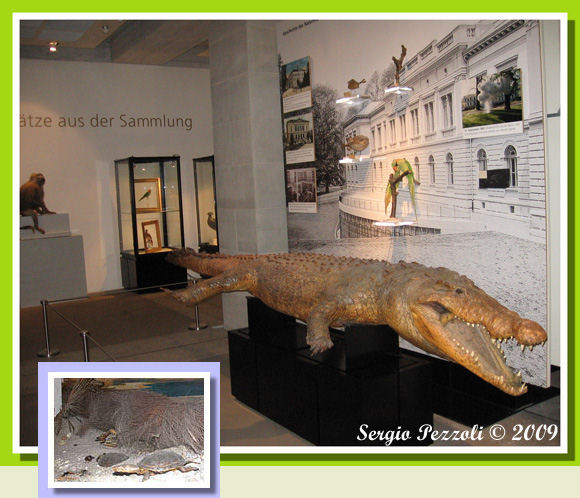 Coccodrillo del Nilo