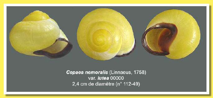 Cepaea nemoralis
