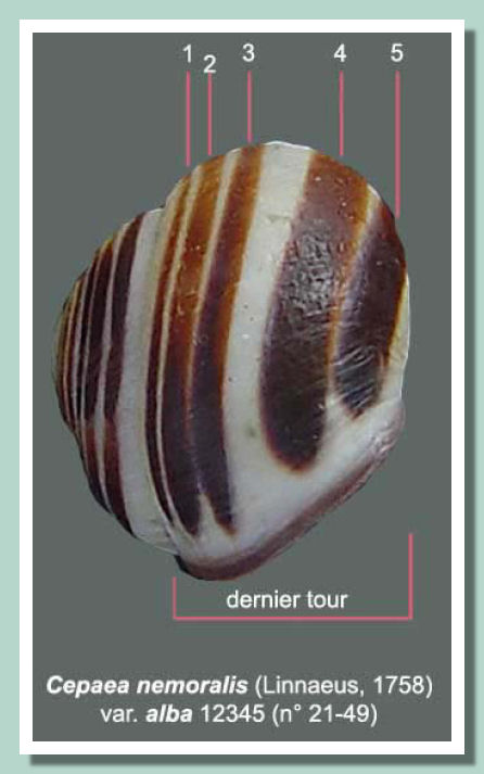 des coquilles avec des bandes