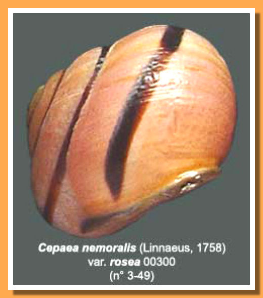 Cepaea nemoralis var. rosea 00300