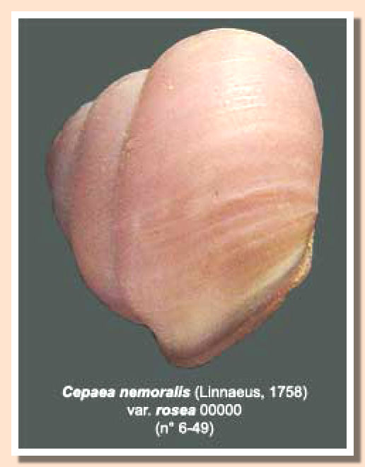 Cepaea nemoralis var. rosea 00000