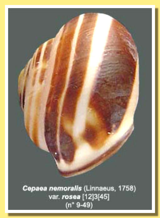 Cepaea nemoralis rosea