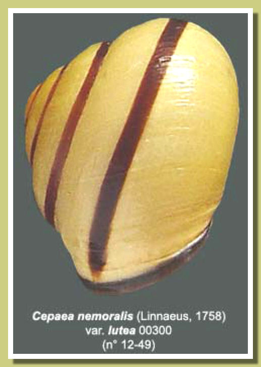 Cepaea nemoralis 00300