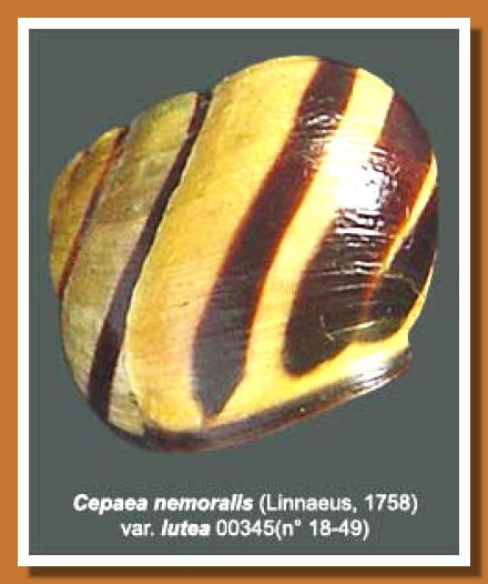 Cepaea nemoralis lutea