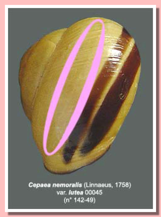 Capaea jaune 00045