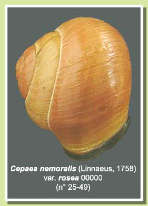 coquille rose-orange,