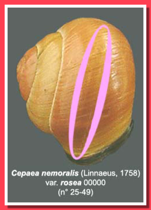 coquille rose-orange 00000