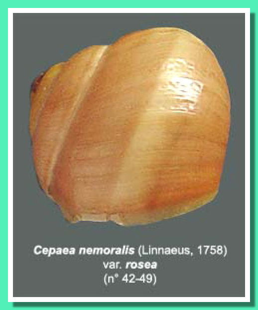 coquille problematic