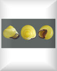 EscargotSummary