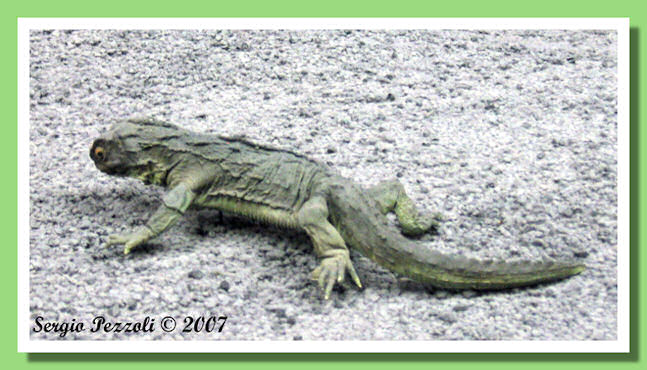 Tuatara04.jpg