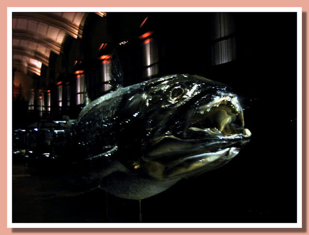 Lati03.jpg Lati03.jpg