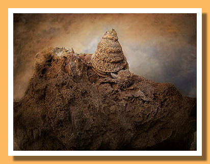 ArtMurphy - Devonian Dreams