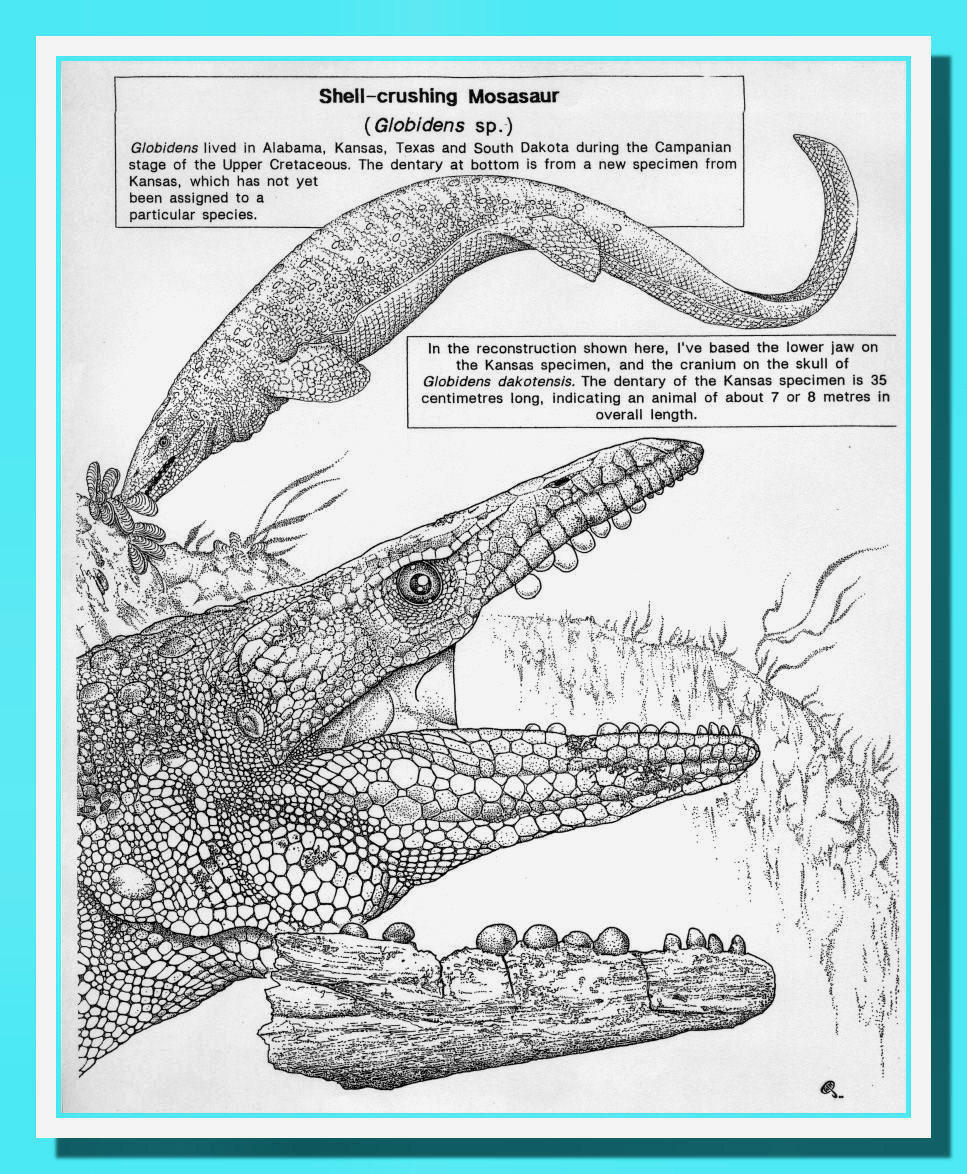 Russell J. Hawley - Globidens