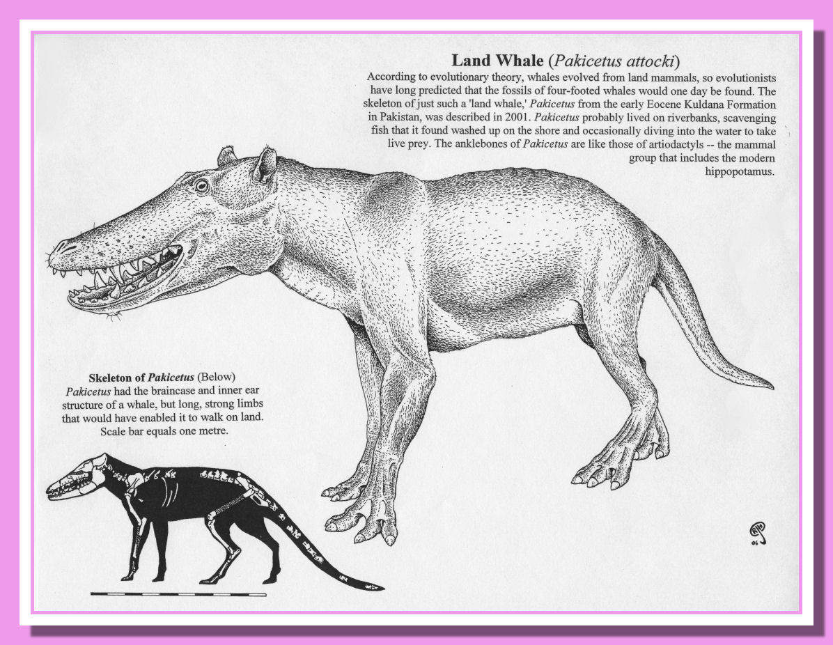 Pakicetus - Russell J. Hawley