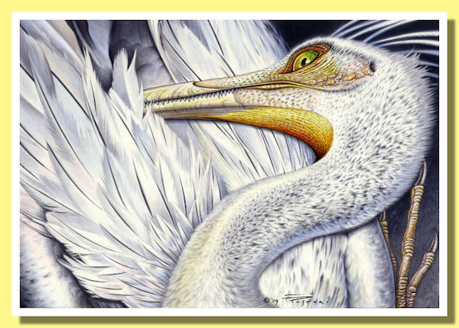 Unenlagia comahuensis