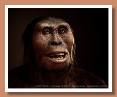 Australopithecus afarensis 