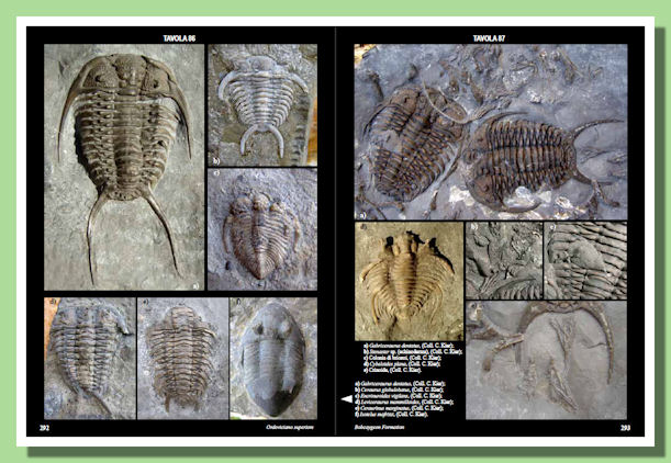 I Trilobiti - Tavole I Trilobiti - Tavole