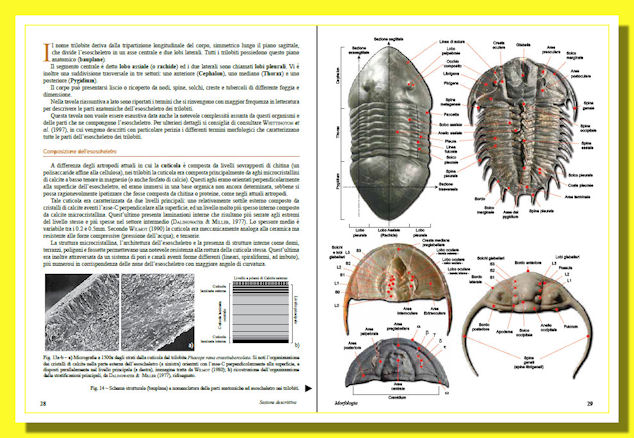 Tavole Trilobiti Libro Museo cancun - Tavole Trilobiti